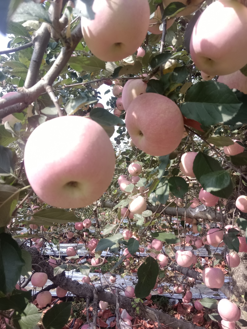 山东沂源红富士苹果大量上市
