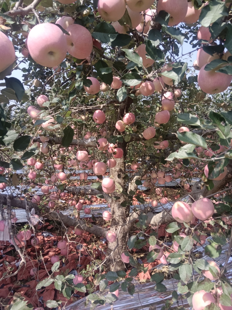 山东沂源红富士苹果大量上市