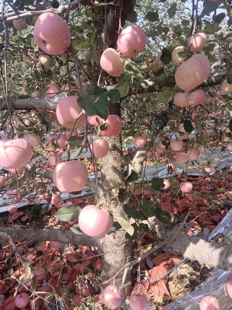 山东沂源红富士苹果大量上市