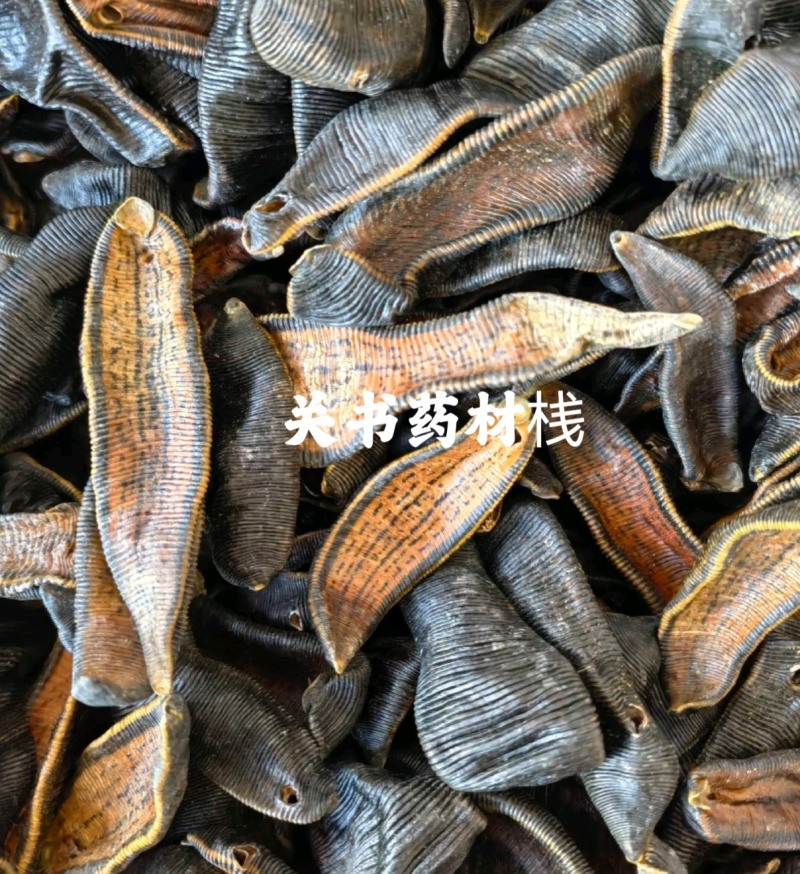 水蛭山东水蛭新货纹理清晰关书药业