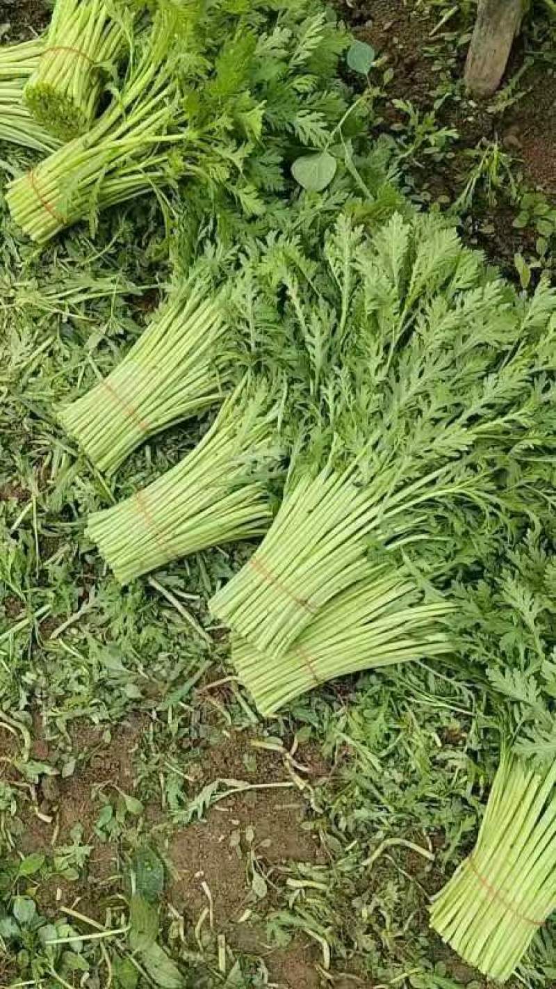 《小叶茼蒿》江苏南通茼蒿/新鲜毛菜/基地直发/供应市场