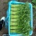 《小叶茼蒿》江苏南通茼蒿/新鲜毛菜/基地直发/供应市场