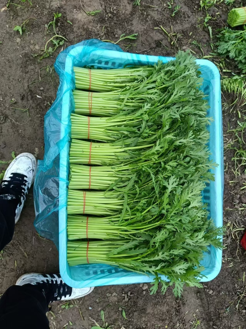 《小叶茼蒿》江苏南通茼蒿/新鲜毛菜/基地直发/供应市场