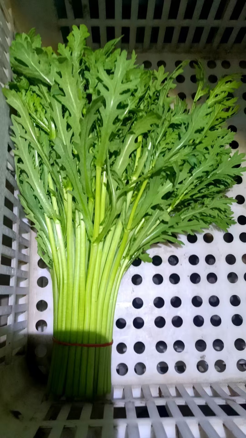 《小叶茼蒿》江苏南通茼蒿/新鲜毛菜/基地直发/供应市场