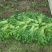 《小叶茼蒿》江苏南通茼蒿/新鲜毛菜/基地直发/供应市场