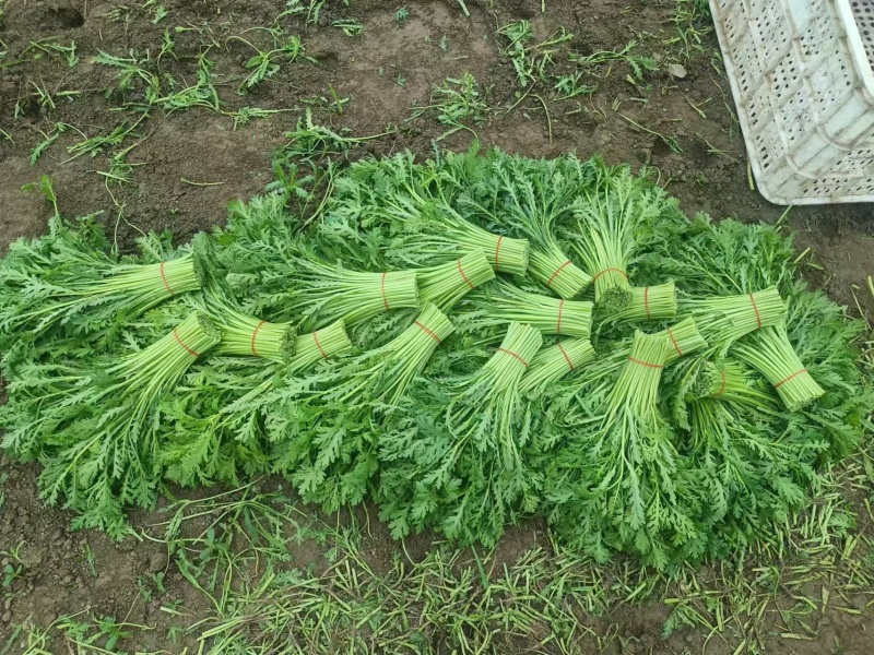 《小叶茼蒿》江苏南通茼蒿/新鲜毛菜/基地直发/供应市场