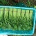《小叶茼蒿》江苏南通茼蒿/新鲜毛菜/基地直发/供应市场