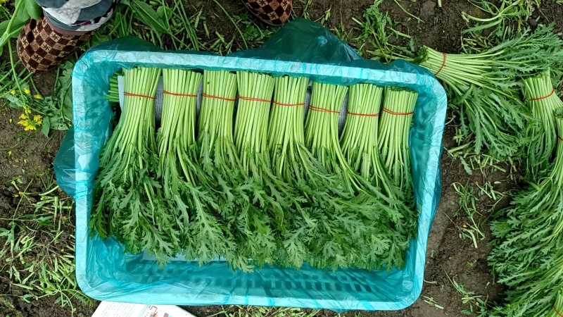 《小叶茼蒿》江苏南通茼蒿/新鲜毛菜/基地直发/供应市场