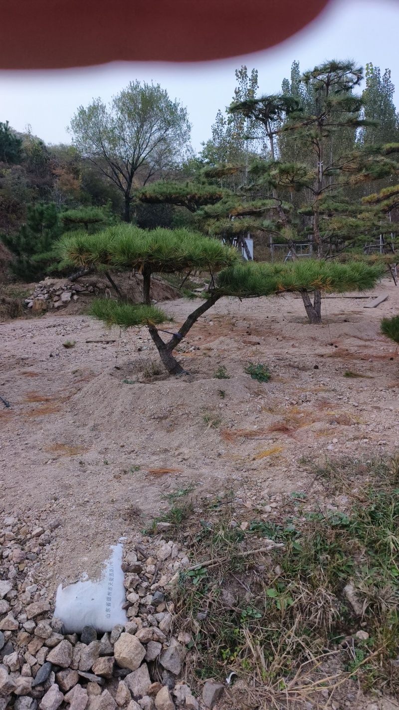 精品造型黑松，山东造型油松基地批发直售一棵也是骨折价