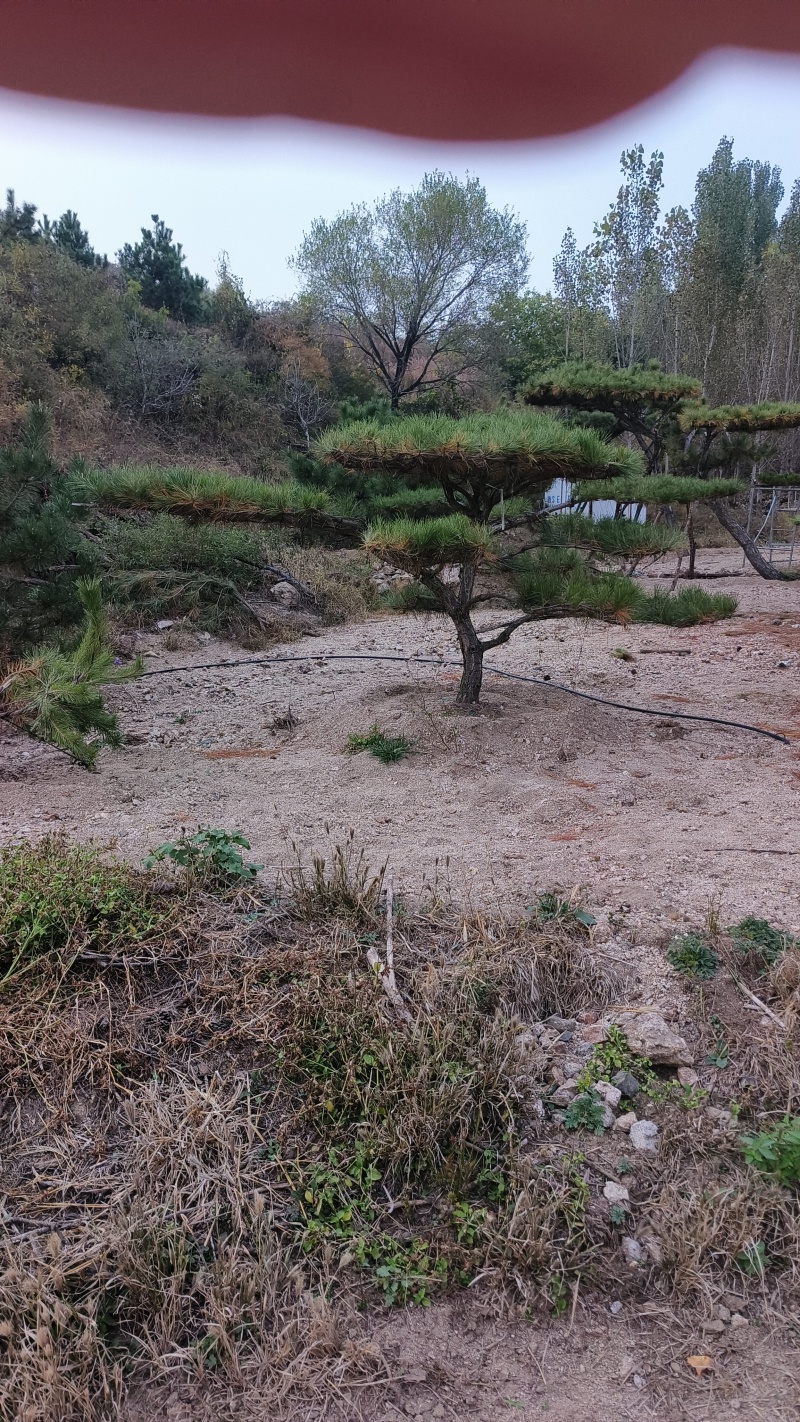精品造型黑松，山东造型油松基地批发直售一棵也是骨折价