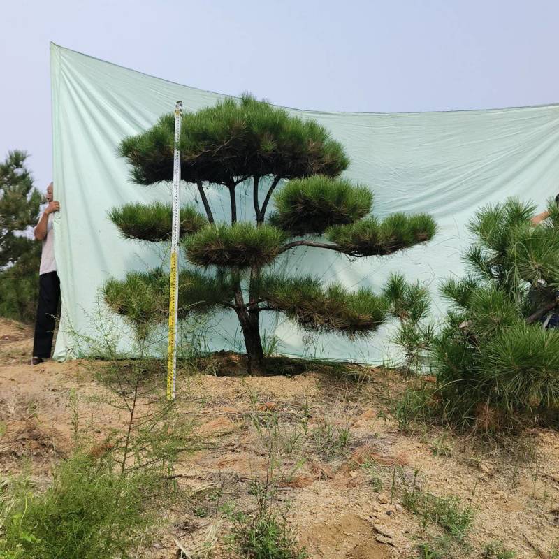 精品造型黑松，山东造型油松基地批发直售一棵也是骨折价