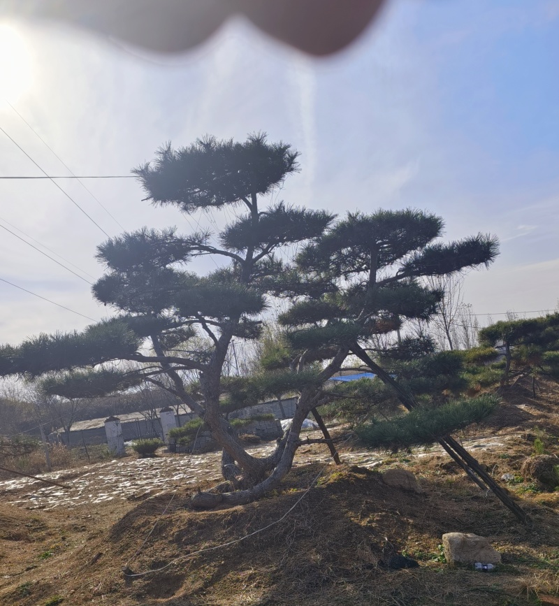 造型黑松—造型油松，地景松，庭园松，迎客松平顶松批发基地