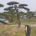 造型黑松—造型油松，地景松，庭园松，迎客松平顶松批发基地