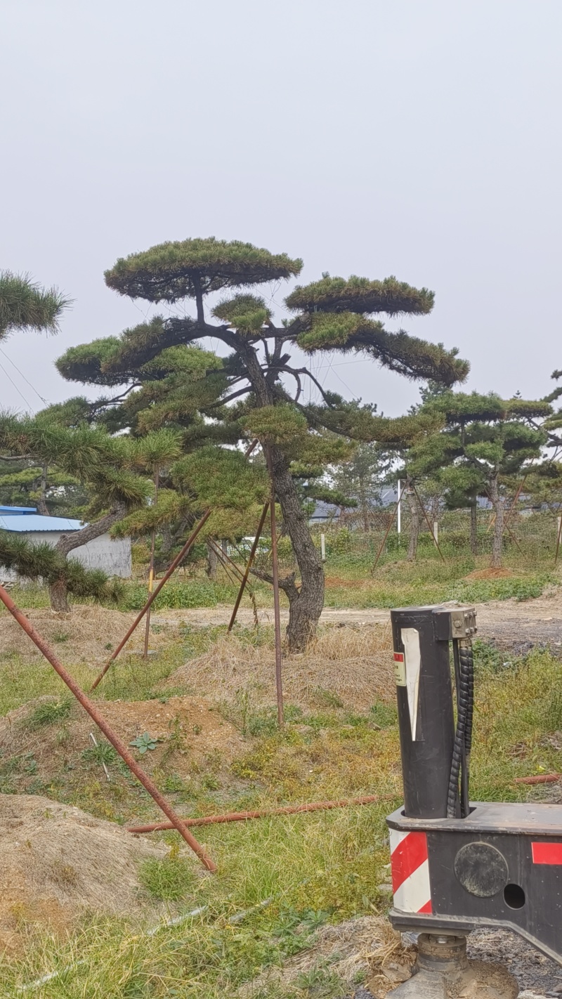 造型黑松—造型油松，地景松，庭园松，迎客松平顶松批发基地