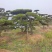 造型黑松—造型油松，地景松，庭园松，迎客松平顶松批发基地