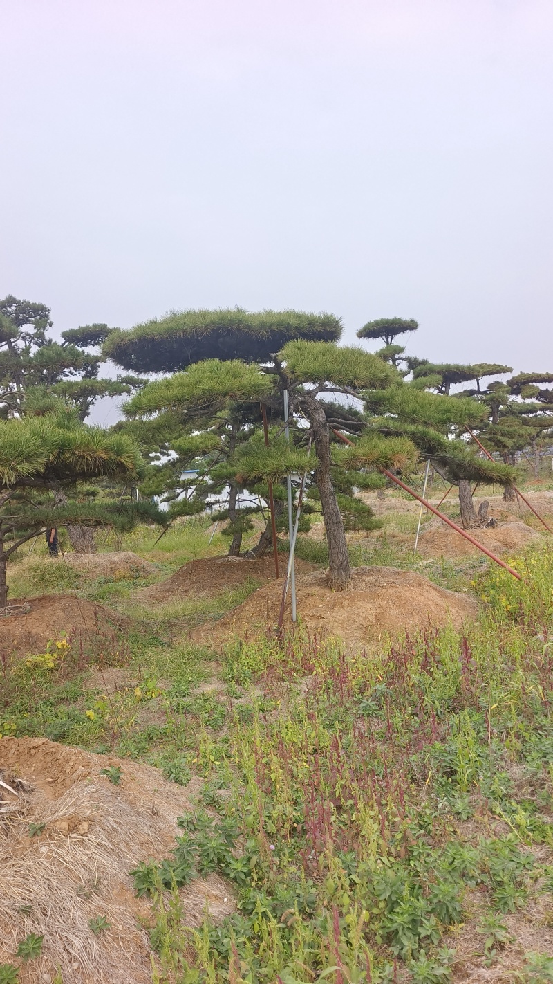 造型黑松—造型油松，地景松，庭园松，迎客松平顶松批发基地
