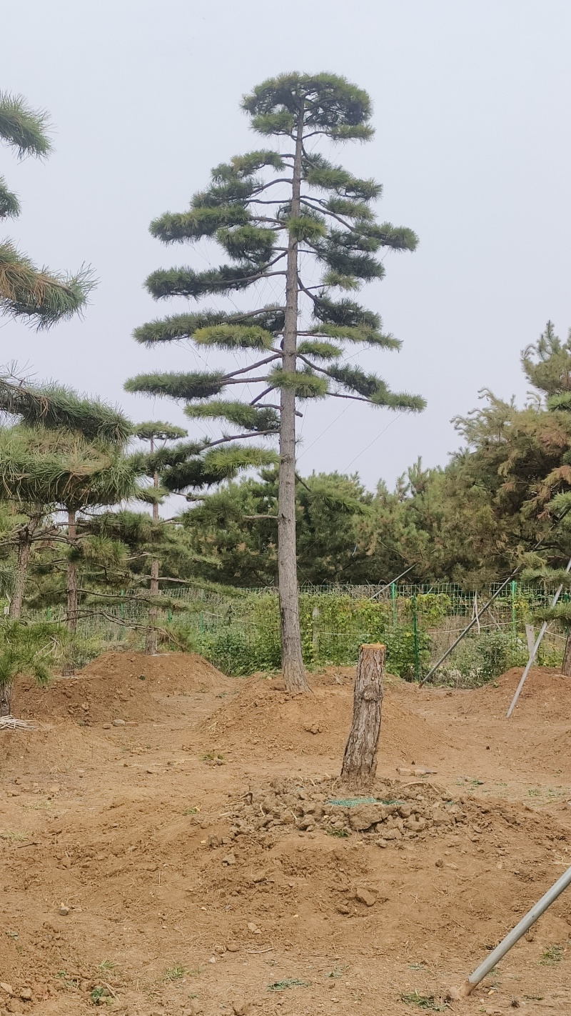 造型黑松—造型油松，地景松，庭园松，迎客松平顶松批发基地