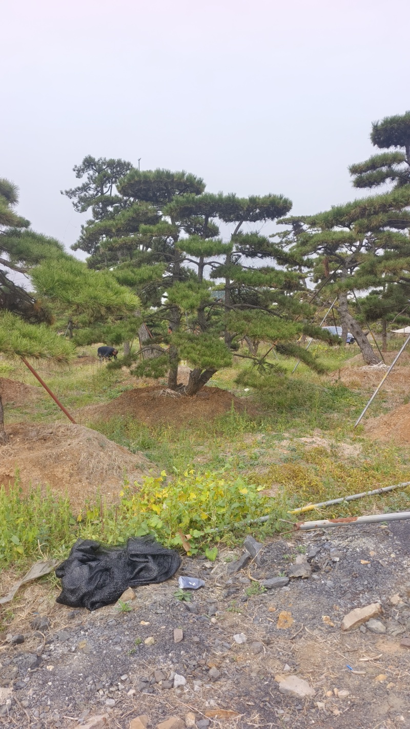 造型黑松—造型油松，地景松，庭园松，迎客松平顶松批发基地