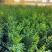 榆树苗120公分高精品榆树小苗！自种苗圃无病虫害