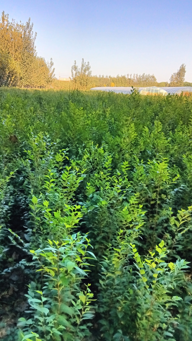 榆树苗120公分高精品榆树小苗！自种苗圃无病虫害