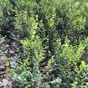 榆树苗120公分高精品榆树小苗！自种苗圃无病虫害