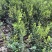 榆树苗120公分高精品榆树小苗！自种苗圃无病虫害