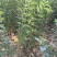 榆树苗120公分高精品榆树小苗！自种苗圃无病虫害