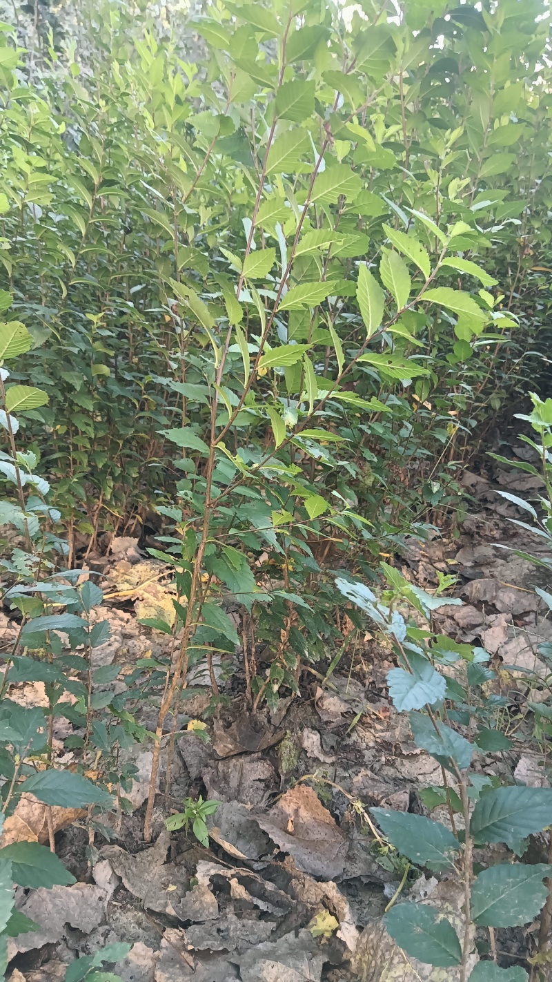 榆树苗120公分高精品榆树小苗！自种苗圃无病虫害