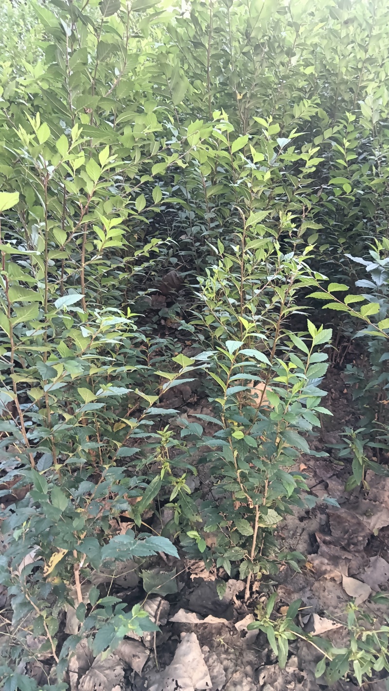 榆树苗120公分高精品榆树小苗！自种苗圃无病虫害