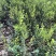 榆树苗120公分高精品榆树小苗！自种苗圃无病虫害