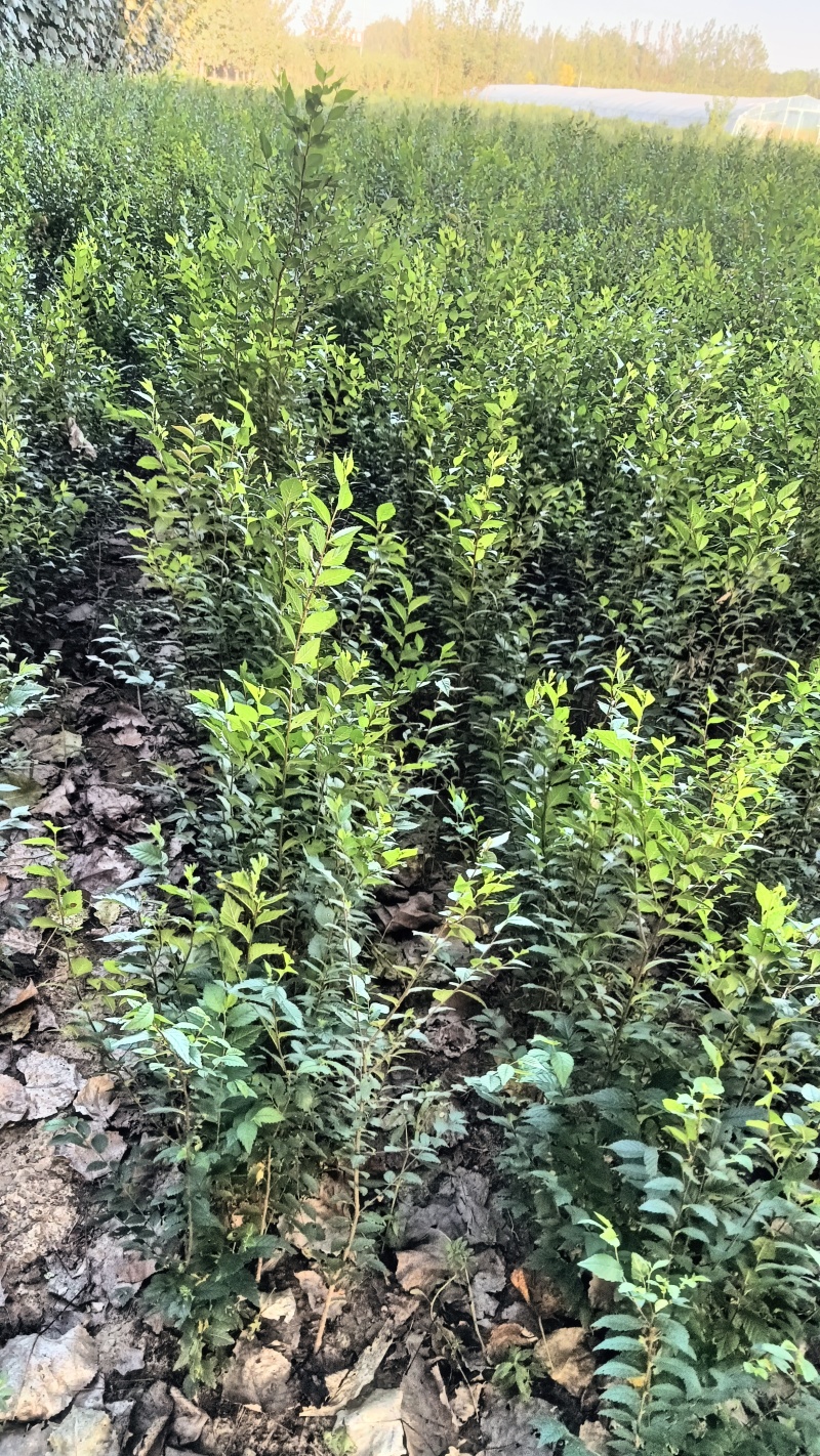 榆树苗120公分高精品榆树小苗！自种苗圃无病虫害