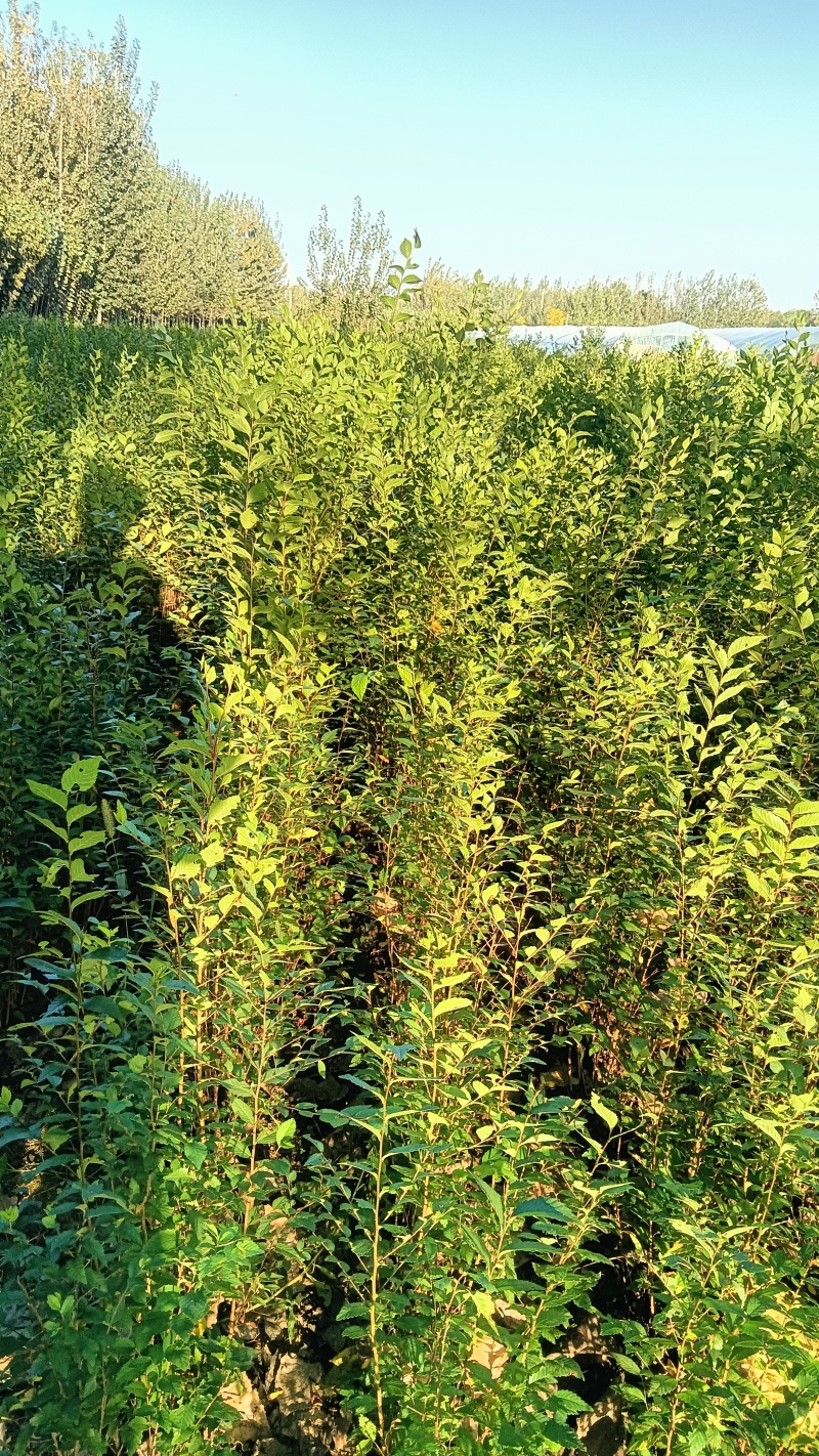 榆树苗120公分高精品榆树小苗！自种苗圃无病虫害