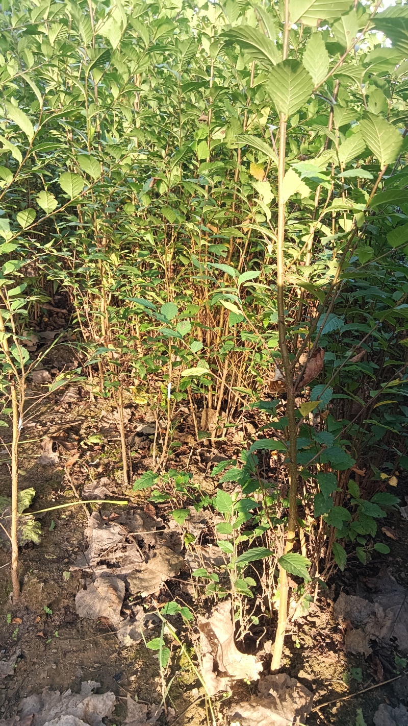 榆树苗120公分高精品榆树小苗！自种苗圃无病虫害