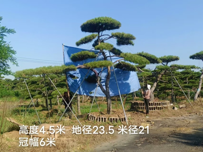 【优选】精品黑松造型松，造型黑松，工程平顶松，基地直发!