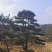 【优选】精品黑松造型松，造型黑松，工程平顶松，基地直发!