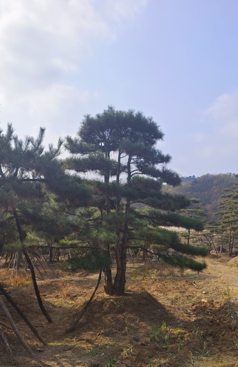 【优选】精品黑松造型松，造型黑松，工程平顶松，基地直发!