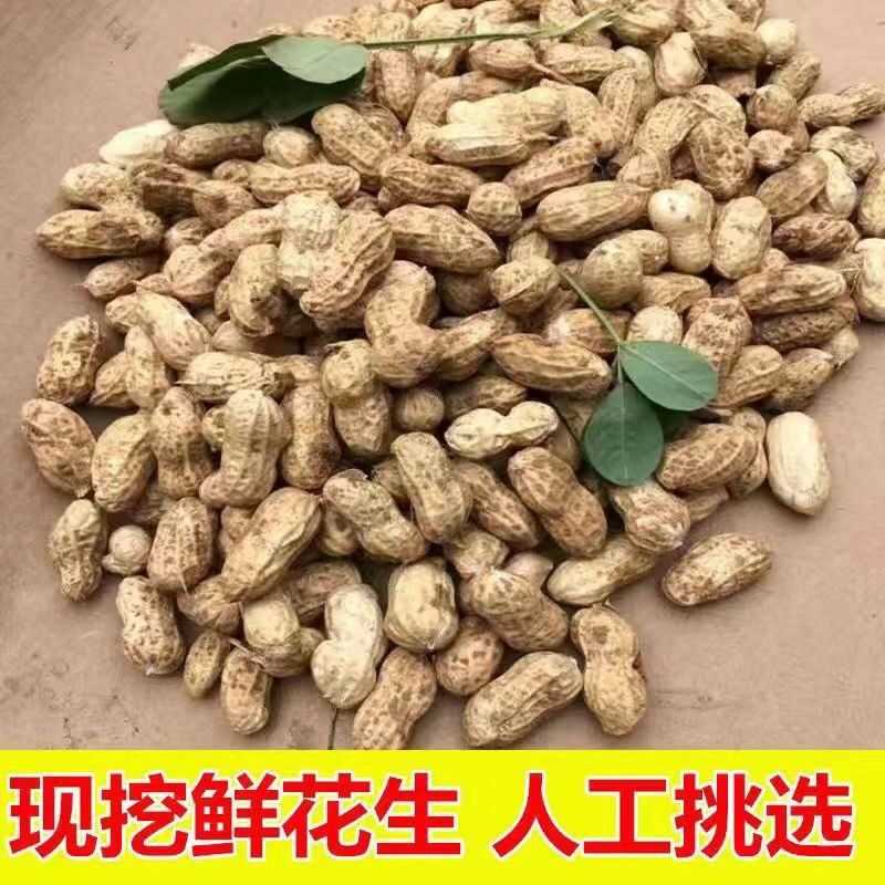 万亩鲁花花生，鲜花生带壳花生，保质保量可对接商超可视频