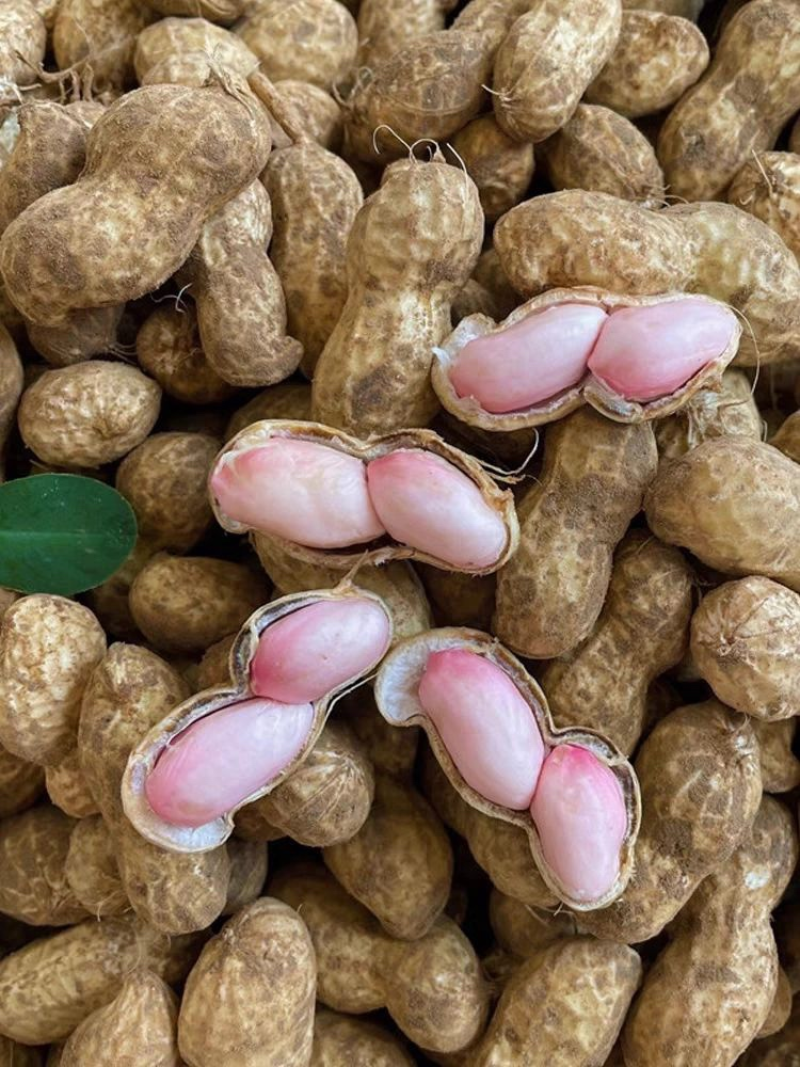 万亩鲁花花生，鲜花生带壳花生，保质保量可对接商超可视频