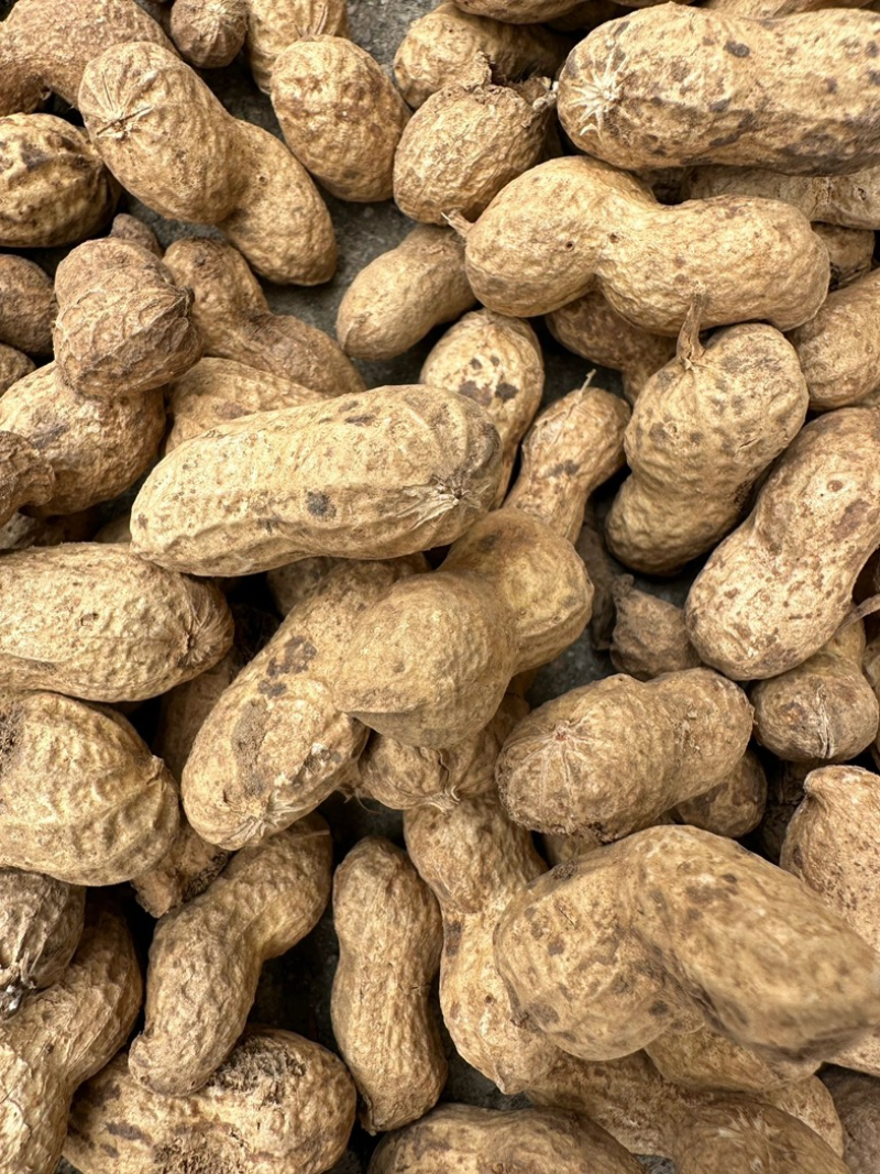 万亩鲁花花生，鲜花生带壳花生，保质保量可对接商超可视频