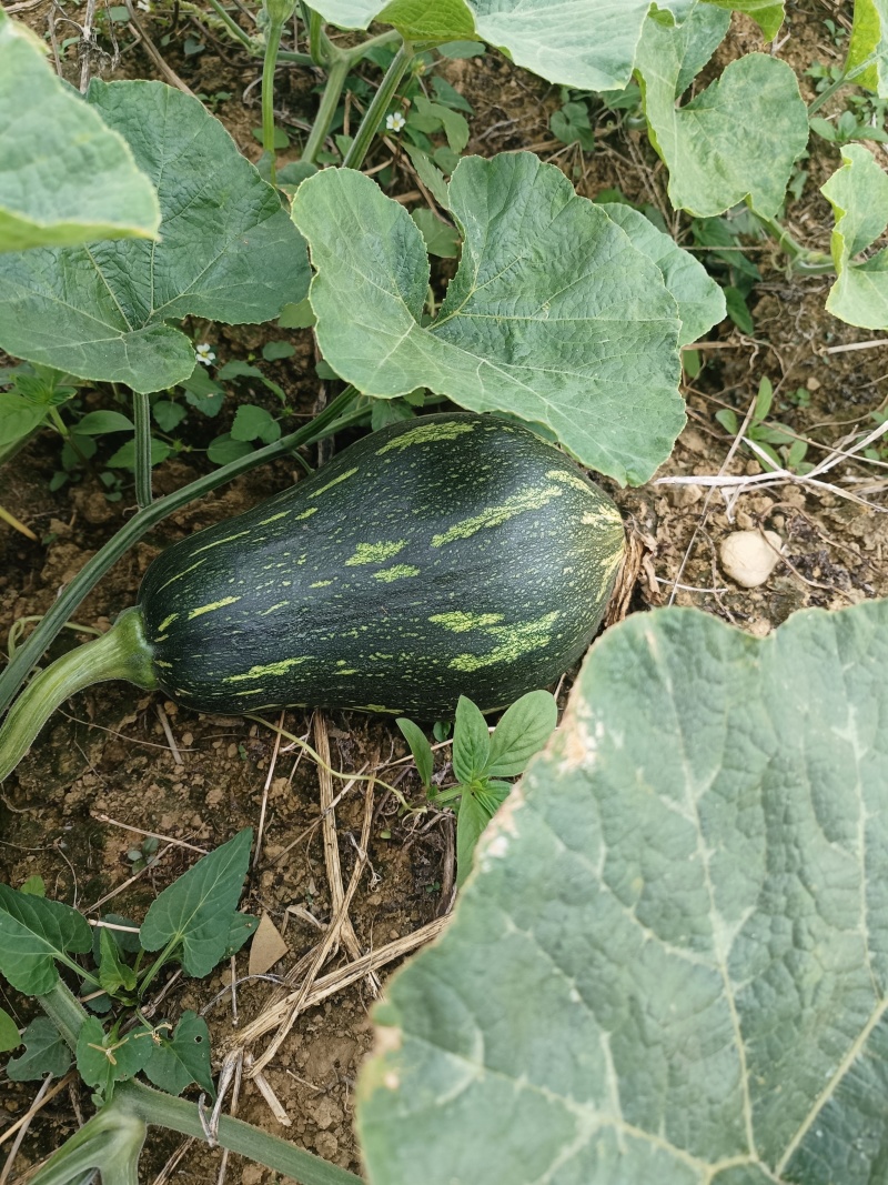 香芋南瓜