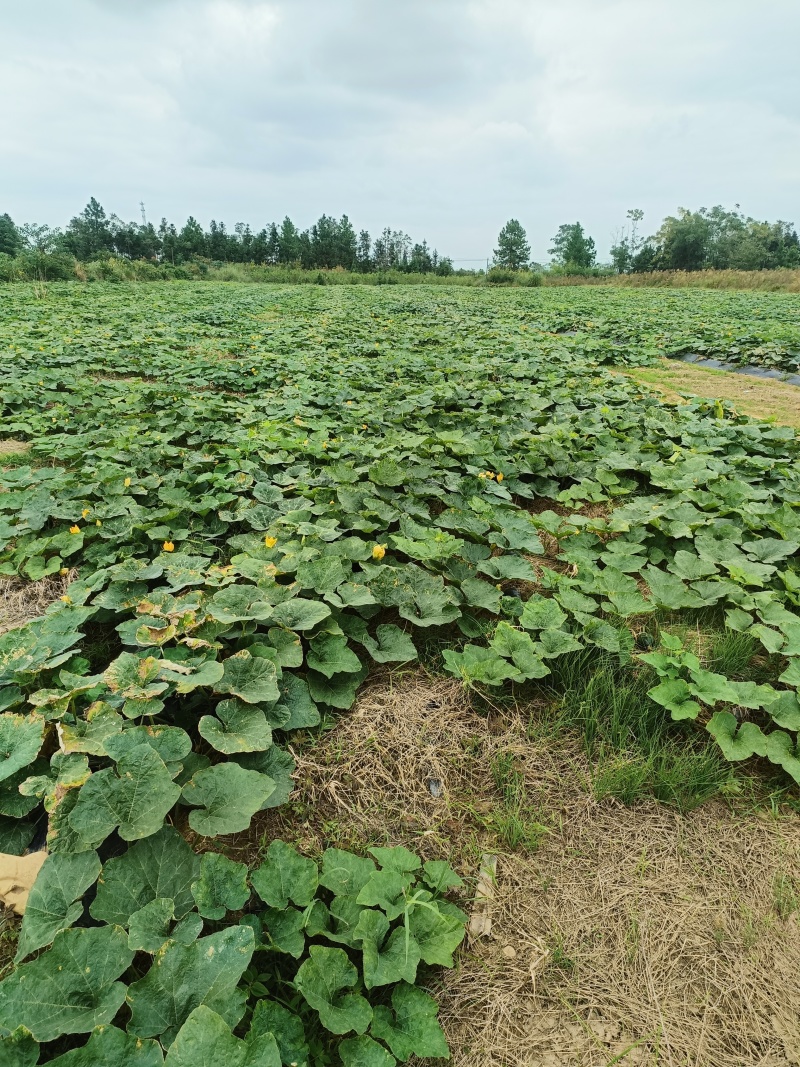 香芋南瓜