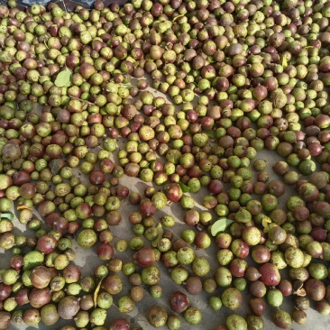 云南老树山茶果。