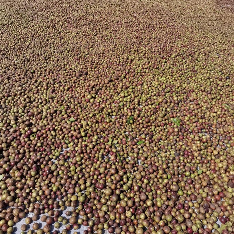 云南老树山茶果。