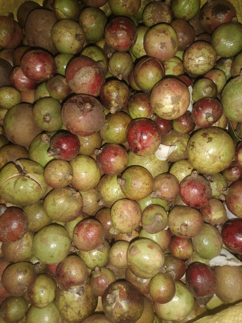 云南老树山茶果。
