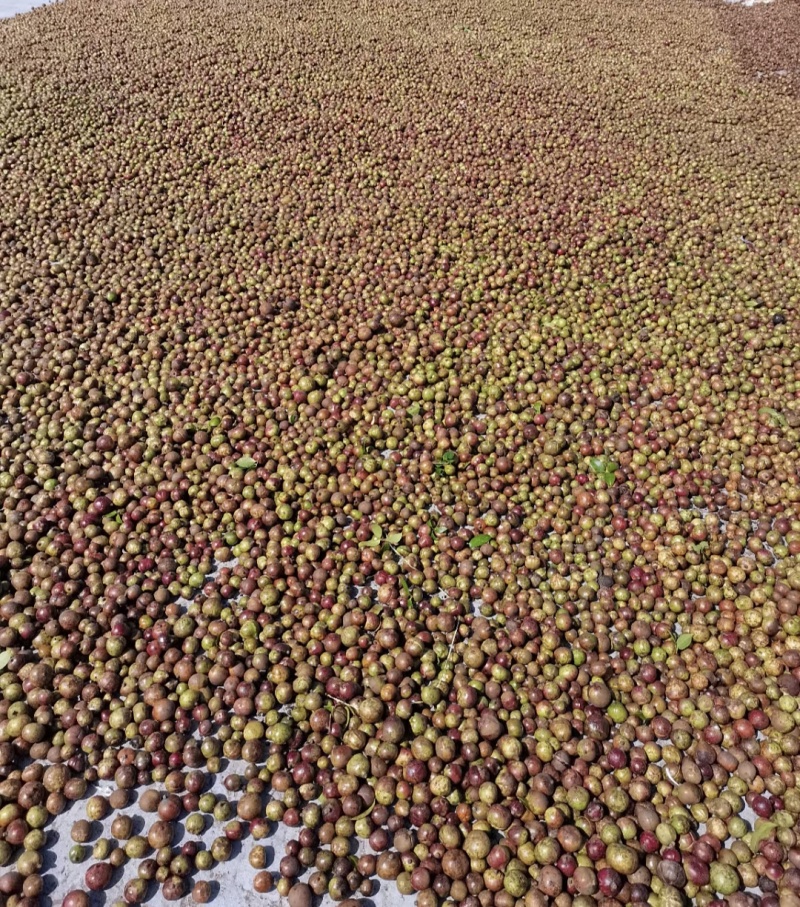 云南老树山茶果。