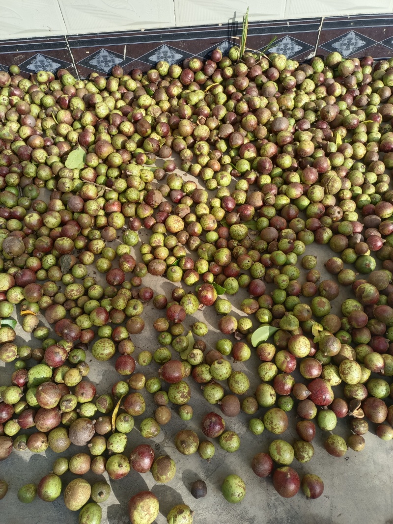 云南老树山茶果。