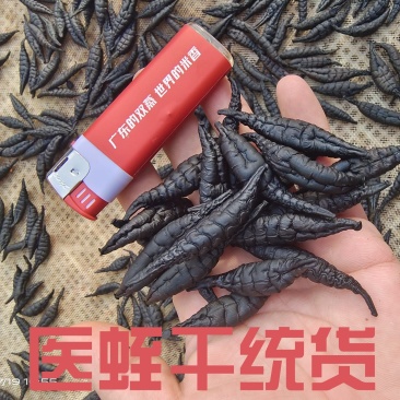 医蛭干品，含量高，药典标准，接受全面检验，规格全。