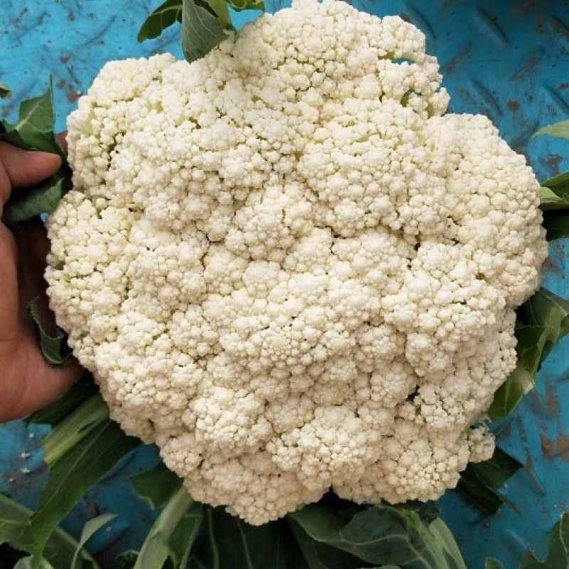 【荐】北松花菜大量上市货源充足质量好供应超市市场食堂