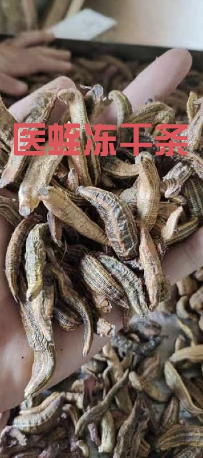 医蛭干品，含量高，药典标准，接受全面检验，规格全。