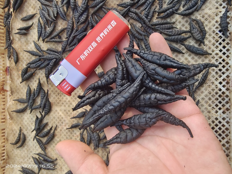 医蛭干品，含量高，药典标准，接受全面检验，规格全。